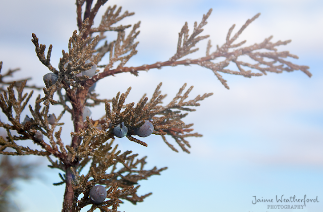 Bend Central Oregon Juniper trees juniper berries Jaime Weatherford