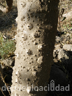 argentinian trees