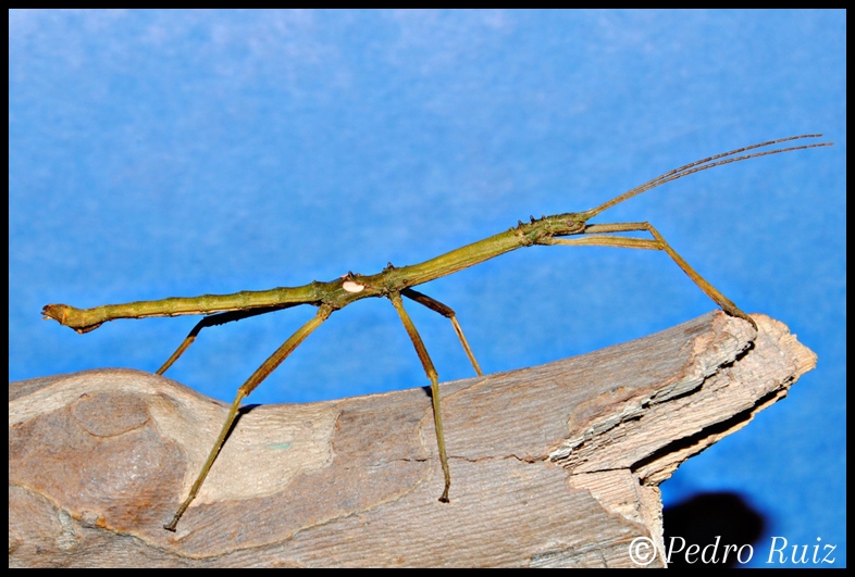 Macho adulto (color verde) de Hypocyrtus scythrus, 7 cm de longitud