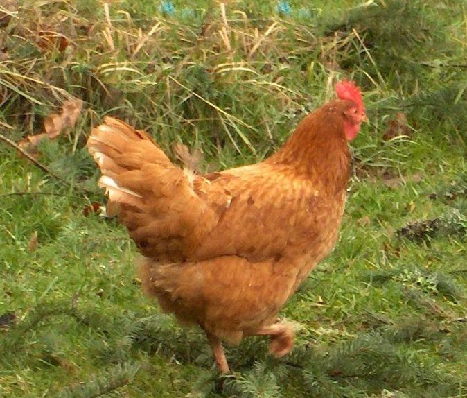 easter bunnies and chicks and eggs. Easter Bunny. The chickens