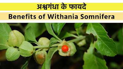 अश्वगंधा के फायदे | Benefits of Withania Somnifera 