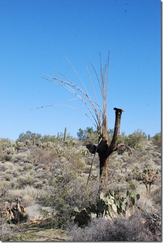 01-02-12 Saguaro National Park - West 057