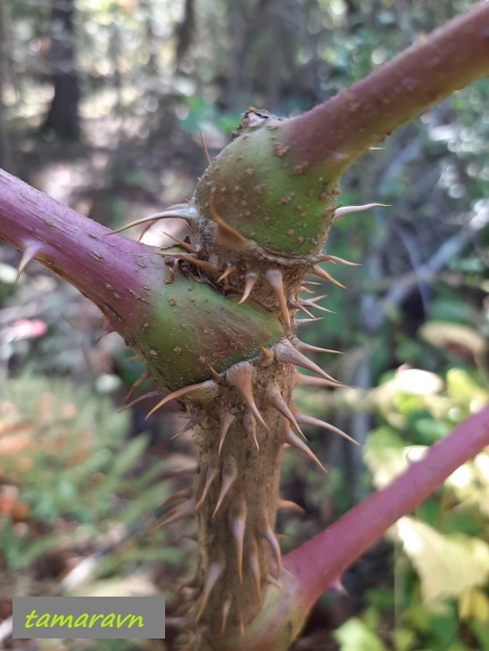 Аралия высокая / Аралия маньчжурская (Aralia elata, =Aralia mandshurica)