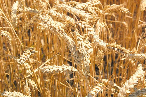 Wheat Production Up in 2010