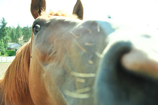 Chestnut horse sniffing the camera