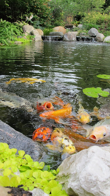 koi pond fish