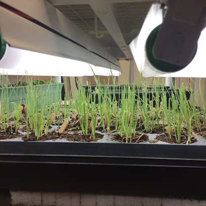 Seed Tray with Multi Sown Onion Seedlings