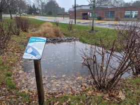 rain garden at Parmenter, one of several around Franklin part of the storm water mitigation plan