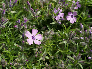 Phlox pilosa - Phlox velu - Phlox poilu - Phlox pileux