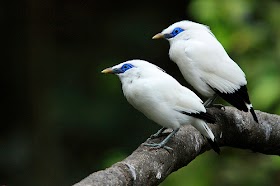 Jalak Bali Fauna Identitas Provinsi Bali