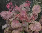 Heuchera Gauguin - Gauguin Coral Bells care