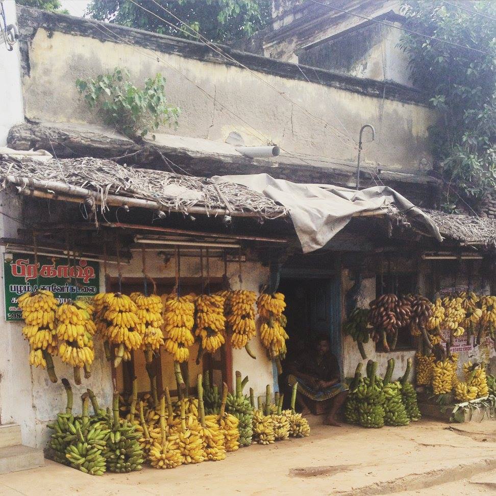 Banana shop in Madurai with man sat in the doorway surrounded by many branches of bananas, from green and yellow to red variations. These shops provide soon of the best food in Madurai, India