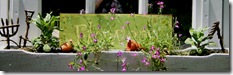Flowers_Planter
