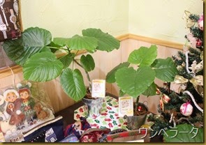 IMG_2068
