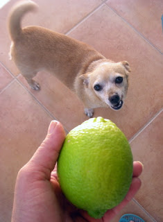 lemon, La Ceiba, Honduras