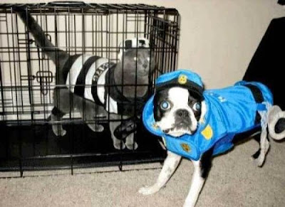 Crazy Halloween Costume for Dog Seen On www.coolpicturegallery.us