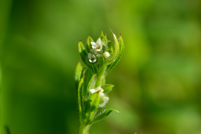 Galium aparine