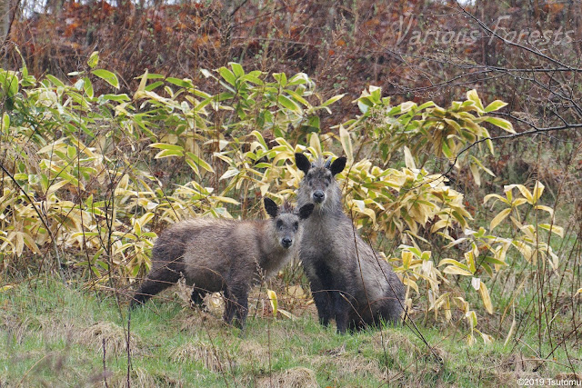 japanese serow