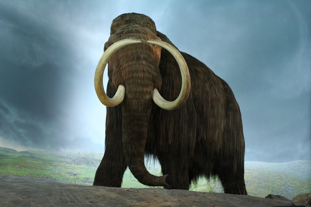 10 Fascinating Facts About Woolly Mammoths Summerhill Studio World