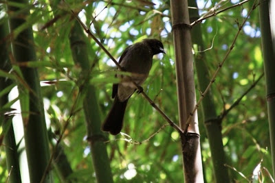 Bamboo and Bird