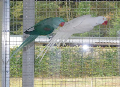 Alexandrine Parrots Taxonomy, Etymology, Phylogeny, Ecology, Behavior and Description