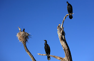 birds periyar