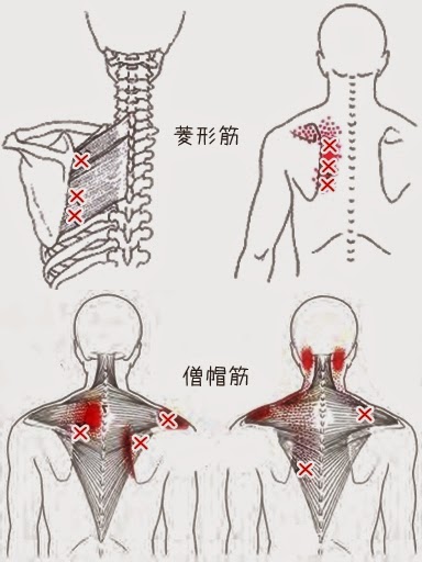 安部塾公式ブログ 身体操作指導者 安部吉孝 肩甲骨の内側をテニスボールでほぐしましょう