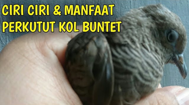 Manfaat Dan Ciri Mathi Perkutut Katuranggan Cemani Kol Buntet