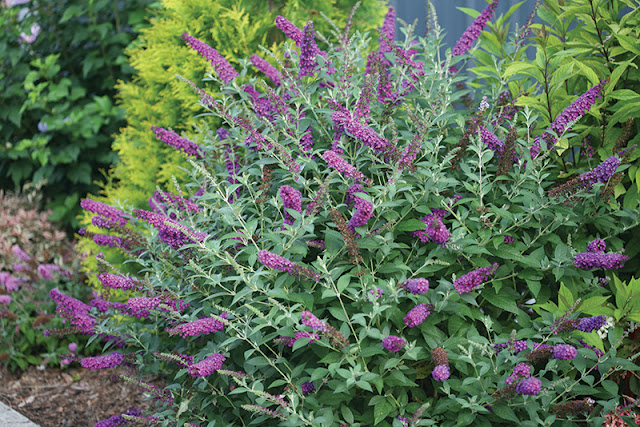 Buddleia 'Miss Violet' from Proven Winners Shrubs