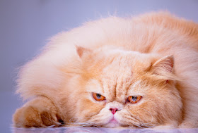 Persian cat