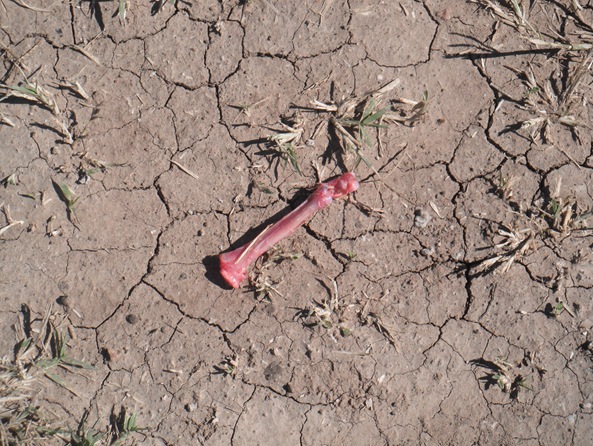 DSCF0554