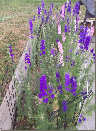 flowers in my yard 005