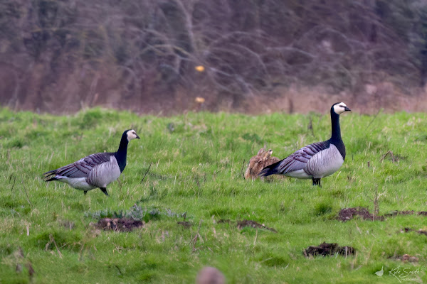 Barnacle goose