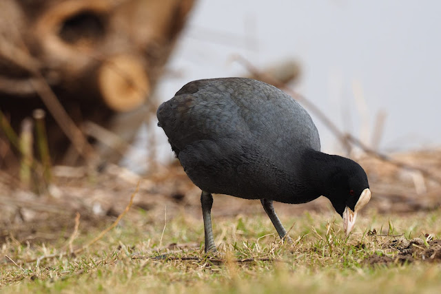 Blässhühner (Fulica atra) an Land