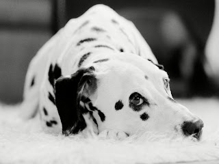 Dalmatian Wallpapers