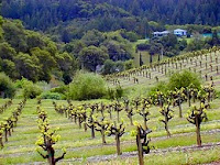 “Passport to Dry Creek Valley” and the Legend of the Squash Bird