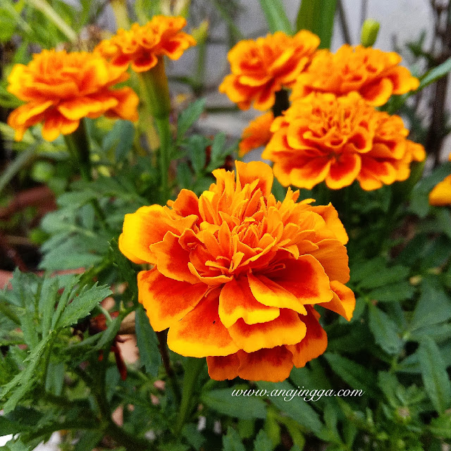 marigolds 