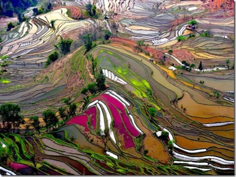 Rice field in China