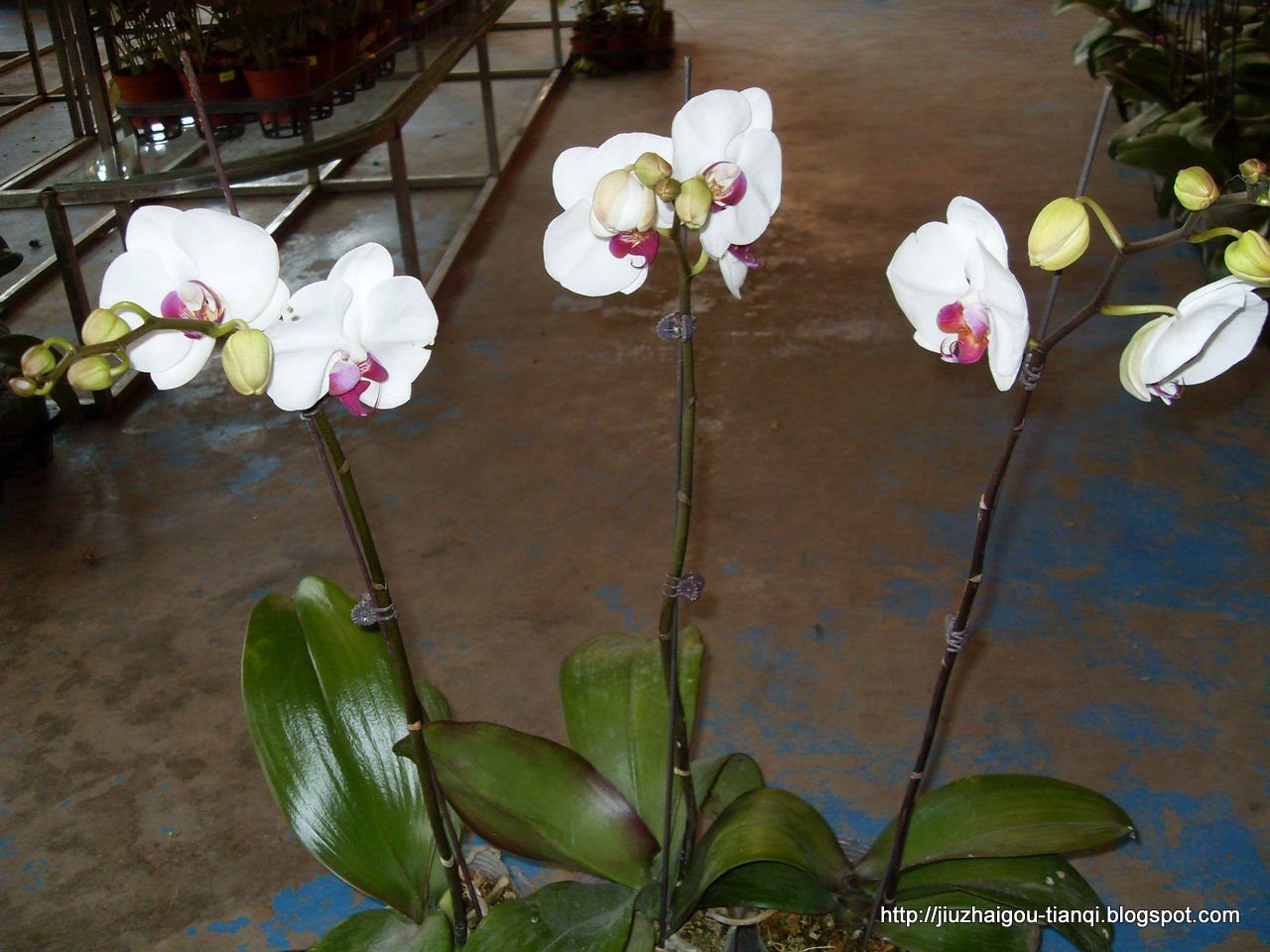 兰花-花:DY2400~<09020112163722>