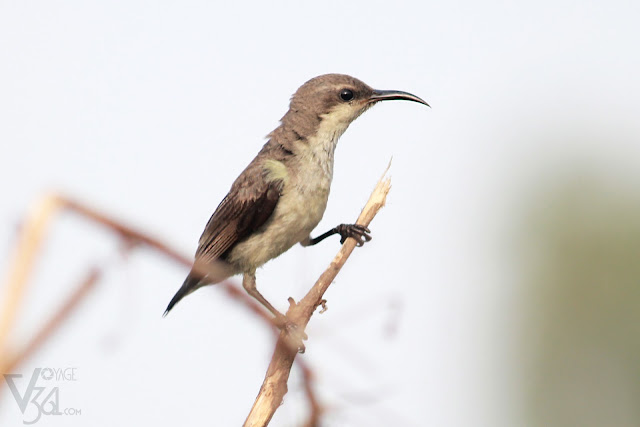 A female purple sunbird