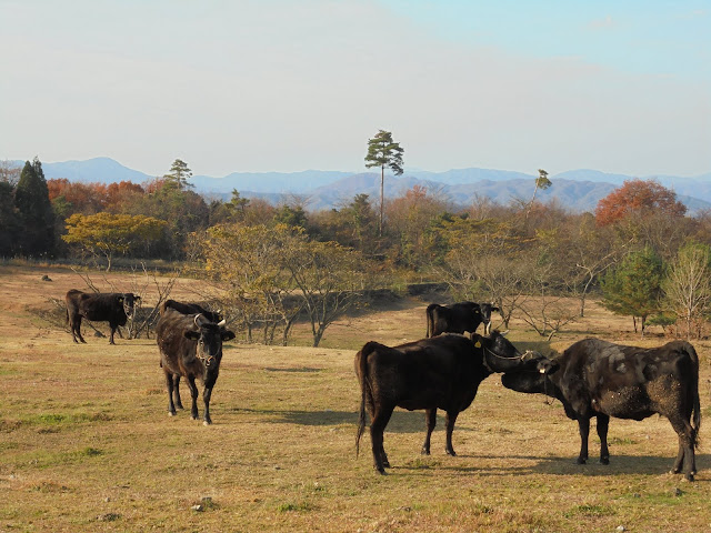 牧場の牛たちがかわいいですね、こっちを向いている