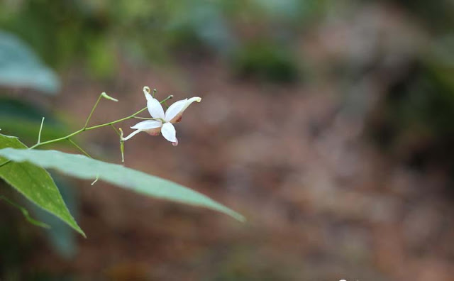 Epimedium Sagittatum Flowers Pictures