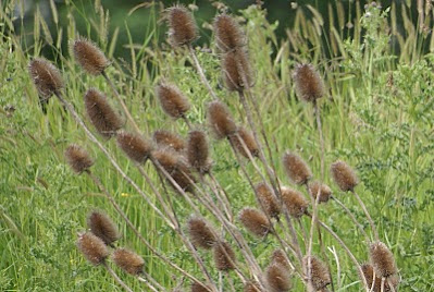 Grote Kaardenbol - Kaarde - Dipsacus fullonum