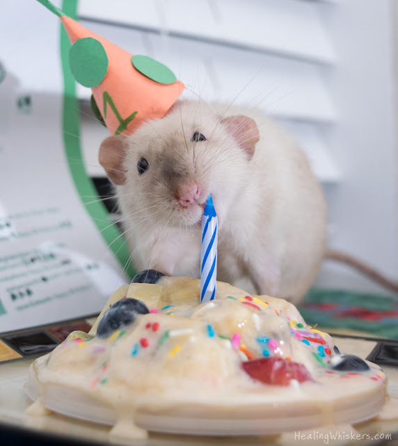 Jasper eating the candle off his cake