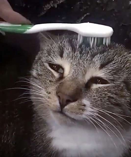 Petting a cat with a wet toothbrush