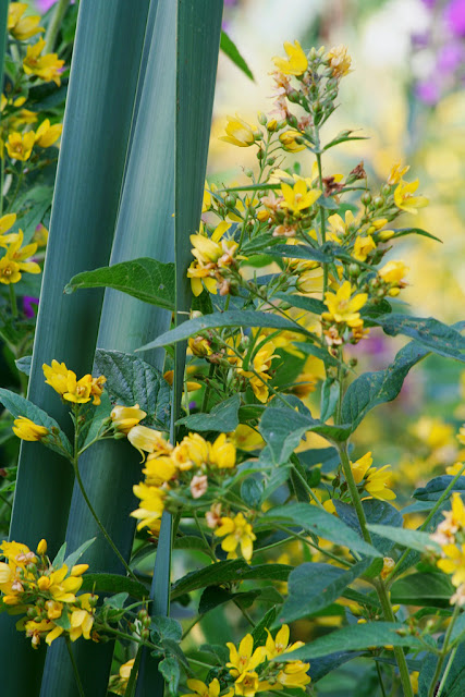 Yellow loosestrife growing among reeds