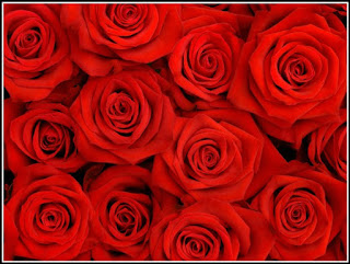 Ý nghĩa của hoa hồng màu đỏ