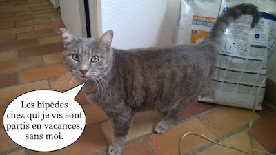 Mimigris, chat tout gris.