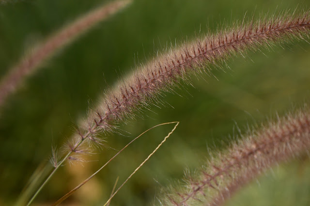 pennisetum, rubrum, Tuesday View, small sunny g￼arden, amy myers, desert garden, July, summer