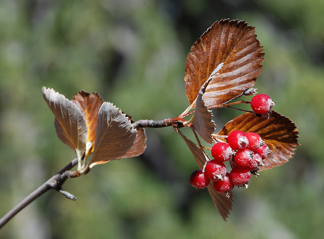 Ария греческая / Рябина греческая / Рябина мигарийская (Aria graeca, =Sorbus graeca, =Sorbus migarica)